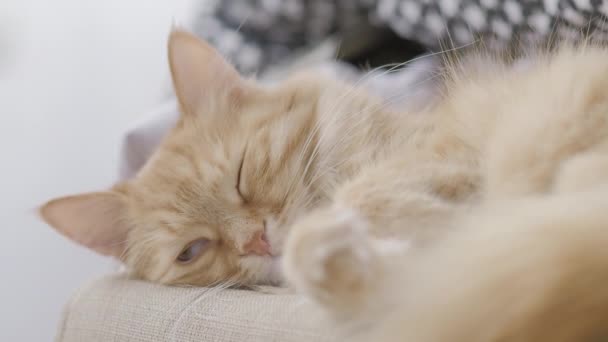 Söt ingefära katt sover på stol. Fluffigt husdjur schaktande. Mysigt hem. Platt profil klämma. — Stockvideo