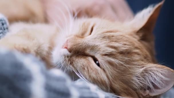 Schattige gember kat dozeren op vrouw armen. Vrouw in grijze trui strelen haar pluizig huisdier. Cozy Home. — Stockvideo