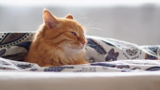 Χαριτωμένο γάτα Τζίντζερ ξαπλωμένη στο κρεβάτι κάτω από την κουβέρτα. Αφράτο κατοικίδιο μοιάζει παραδόξως. Άνετο σπίτι φόντο, τον ύπνο το πρωί. — Αρχείο Βίντεο