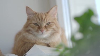 Sevimli zencefil kedi kapalı bitkinin yeşil yaprakları yakınında pencere eşik üzerinde dozing. Evde kabarık evcil hayvan. Düz profil.