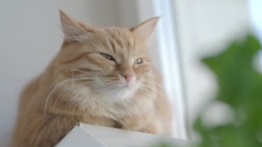 Sevimli zencefil kedi kapalı bitkinin yeşil yaprakları yakınında pencere eşik üzerinde dozing. Evde kabarık evcil hayvan. Düz profil.