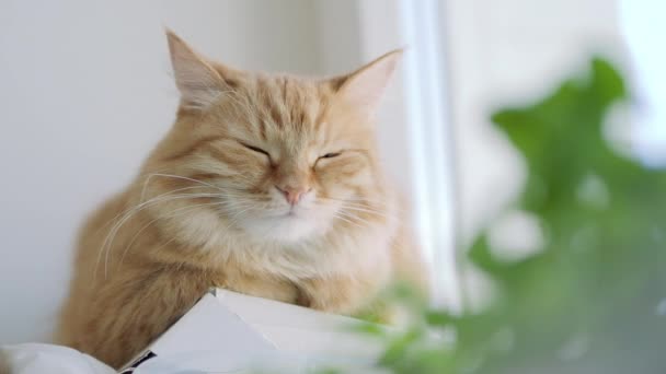 Lindo gato jengibre dormitando en el alféizar de la ventana cerca de hojas verdes de la planta interior. Una mascota esponjosa en casa. Perfil plano . — Vídeos de Stock