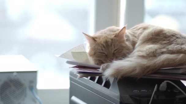 Lindo jengibre gato dormitando en la unidad del sistema informático Fluffy mascota en geeks o IT-especialistas en el hogar . — Vídeo de stock