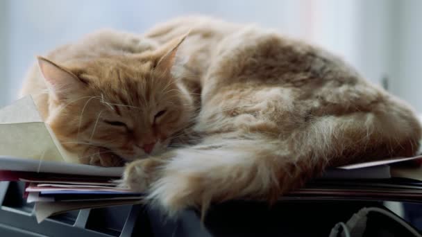 Lindo jengibre gato dormitando en la unidad del sistema informático Fluffy mascota en geeks o IT-especialistas en el hogar . — Vídeo de stock