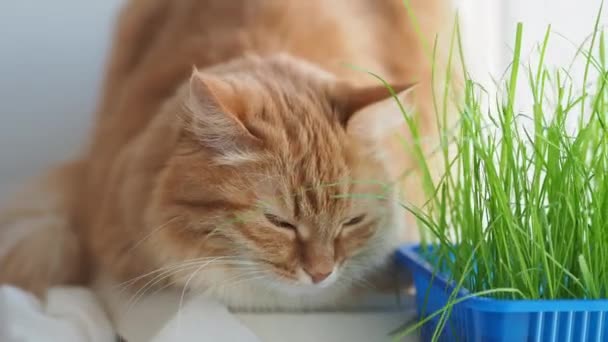Cute kota imbir spychania na parapecie w pobliżu zielonych liści roślin wewnątrz. Puszyste zwierzę ze specjalną trawą dla kotów w domu. — Wideo stockowe