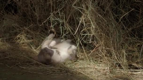 Schattige driekleurige kitten spelen met stro in de hooiberg. Pluizig huisdier gaat spelen of om te slapen in hooi op de boerderij. Vlak profiel. — Stockvideo