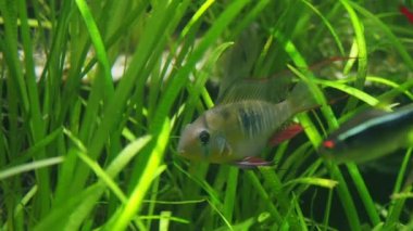 Yeşil deniz yosunları arasında akvaryumda yüzen kırmızı noktaları ile Gümüş renkli Cichlid balık.