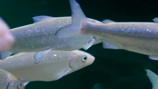 Flock silver färgad fisk flyter i vattnet. — Stockvideo