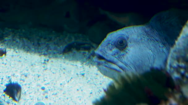 Handfish. Marulk inom familjen Brachionichthyidae. — Stockvideo