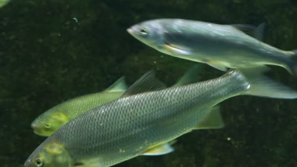 Flock silver färgad fisk flyter i vattnet. — Stockvideo