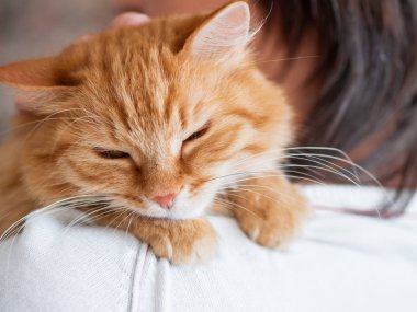 Sevimli zencefilli kedi sahibinin omzuna bakıyor. Kabarık evcil hayvan adamın elinde oturuyor ve kameraya bakıyor. Yüzünde komik ifade ile Evcil kedi kurnaz görünüyor.