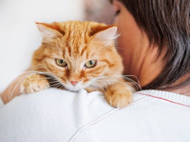 Sevimli zencefilli kedi sahibinin omzuna bakıyor. Kabarık evcil hayvan adamın elinde oturuyor ve kameraya bakıyor. Yüzünde komik ifade ile Evcil kedi kurnaz görünüyor.