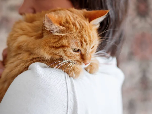 Sevimli zencefilli kedi sahibinin omzuna bakıyor. Kabarık evcil hayvan adamın elinde oturuyor ve kameraya bakıyor. Yüzünde komik ifade ile Evcil kedi kurnaz görünüyor.