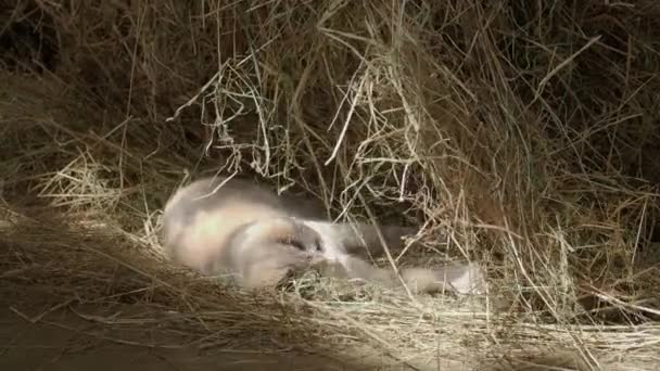 干し草の中でわらで遊んでいるかわいい3色の子猫。ふわふわのペットは農場で干し草の中で遊んだり、寝たりします。フラットプロファイル. — ストック動画