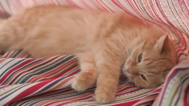 可爱的姜猫躺在折叠红色条纹窗帘。毛茸茸的宠物在窗台上打瞌睡。舒适的家。扁平轮廓夹. — 图库视频影像