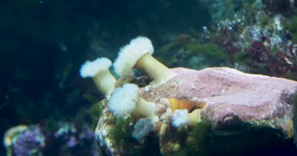 Seeanemonen, marine, räuberische Tiere der Ordnung actiniaria — Stockvideo