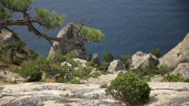 Caraul-Oba Dağı'ndan deniz manzarası. Kayanın üzerindeki çam ağacı. Sudak, Kırım.