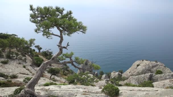 Seascape från Caraul-Oba Mountain. Tallträd på sten. Sudak, Krim. — Stockvideo