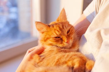 Sevimli zencefil kedi kadının elinde yatıyor ve kameraya bakıyor. Kabarık evcil hayvan evlat edinme sembolü.