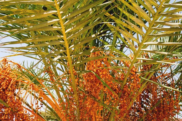 Frukter av Datum Palm hängande bland bladen. — Stockfoto