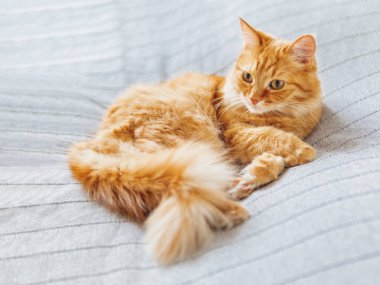 Yatakta yatan sevimli zencefil kedi. Kabarık Evcil hayvan Dozer yapıyor. Rahat ev arka plan.