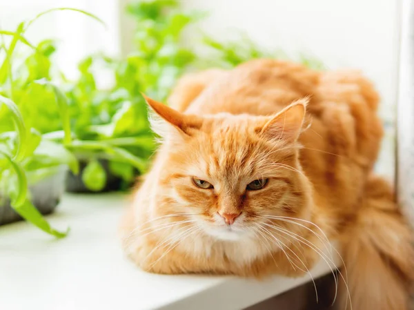 Die süße Ingwerkatze sitzt auf der Fensterbank neben Blumentöpfen mit Rucola, Basilikum und Katzengras. Kuscheltier starrt neugierig. Gemütliches Zuhause mit Pflanzen. — Stockfoto