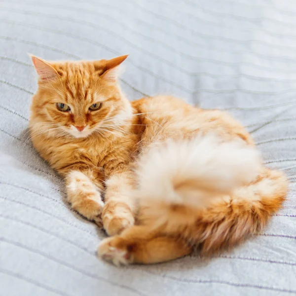 ベッドに横たわっているかわいい生姜猫。ふわふわのペットが居眠りしています。居心地の良い家の背景. — ストック写真