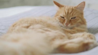 Yatakta yatan sevimli zencefil kedi. Rahat evde Dozer kabarık Pet. Sabah yatmadan.