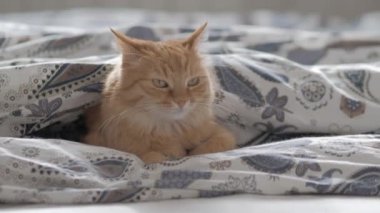 Battaniye altında yatakta yatan sevimli zencefil kedi. Kabarık Pet merakla görünüyor. Rahat ev arka plan, sabah yatmadan. Düz profil.