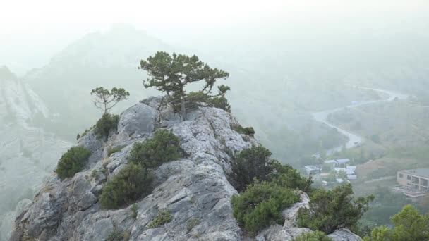 Pinetree a rock upon Sudak város. Naplemente kilátás az ókori Sudak erődöt. Krím. — Stock videók