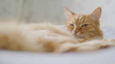 Yatakta yatan sevimli zencefil kedi. Rahat evde Dozer kabarık Pet. Sabah yatmadan.