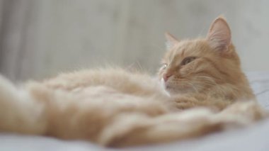 Yatakta yatan sevimli zencefil kedi. Rahat evde Dozer kabarık Pet. Sabah yatmadan.