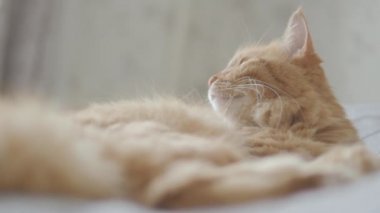 Yatakta yatan sevimli zencefil kedi. Rahat evde Dozer kabarık Pet. Sabah yatmadan.