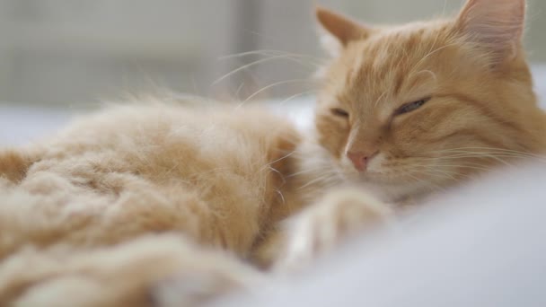 Lindo gato jengibre acostado en la cama. Mascotas mullidas dormitando en casa acogedora. Hora de ir a dormir . — Vídeos de Stock