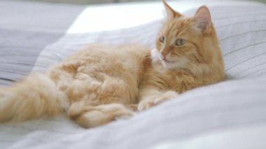 Yatakta yatan sevimli zencefil kedi. Rahat evde Dozer kabarık Pet. Sabah yatmadan.