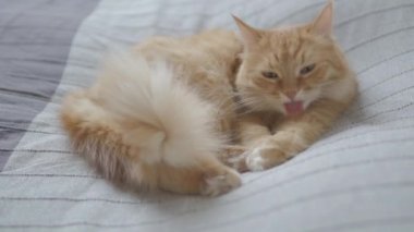 Yatakta yatan sevimli zencefil kedi. Rahat evde Dozer kabarık Pet. Sabah yatmadan.