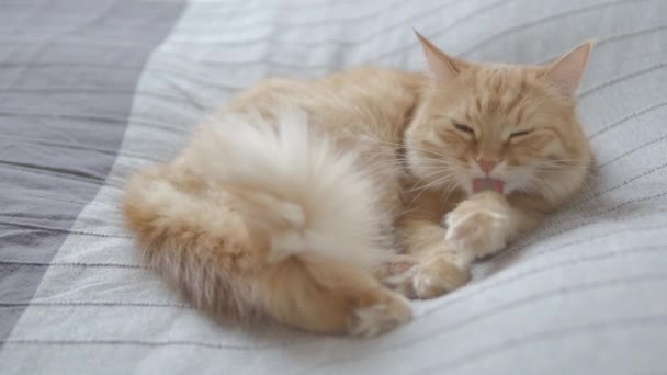 Lindo gato jengibre acostado en la cama. Mascotas mullidas dormitando en casa acogedora. Hora de ir a dormir . — Vídeo de stock