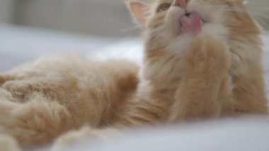 Yatakta yatan sevimli zencefil kedi. Rahat evde Dozer kabarık Pet. Sabah yatmadan.