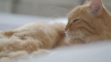 Yatakta yatan sevimli zencefil kedi. Rahat evde Dozer kabarık Pet. Sabah yatmadan.