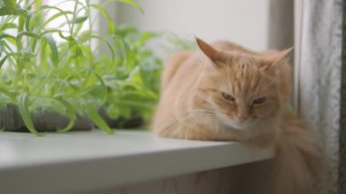 Sevimli zencefil kedi roket salatası, fesleğen ve kedi çim ile çiçek kaplar yakın pencere eşik oturuyor. Kabarık hayvan merakla bakıyor. Bitkiler ile rahat ev.