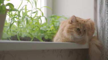 Sevimli zencefil kedi roket salatası, fesleğen ve kedi çim ile çiçek kaplar yakın pencere eşik oturuyor. Kabarık hayvan merakla bakıyor. Bitkiler ile rahat ev.