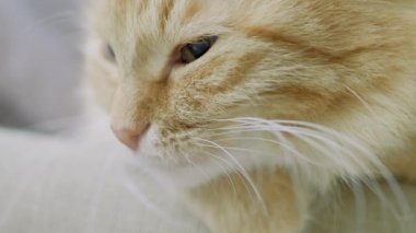 Sandalyede yatan sevimli zencefil kedi. Rahat evde Dozer kabarık pet portre yakın. Düz profil klibi.
