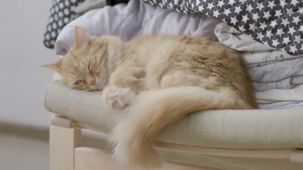 Schattige gember kat slapen op stoel. Pluizig huisdier dozing. Gezellig huis. Platte profiel clip. — Stockvideo