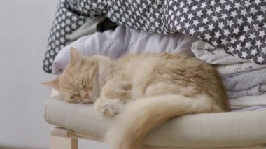 Sandalyede uyuyan sevimli zencefil kedi. Kabarık Pet Dozer. Rahat bir ev. Düz profil klibi.