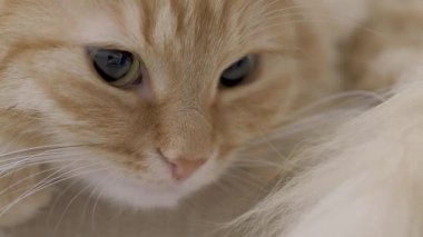 Sandalyede yatan sevimli zencefil kedi. Rahat evde Dozer kabarık pet portre yakın. Düz profil klibi.
