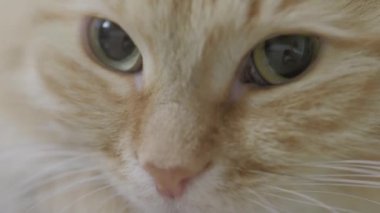 Sandalyede yatan sevimli zencefil kedi. Rahat evde Dozer kabarık pet portre yakın. Düz profil klibi.