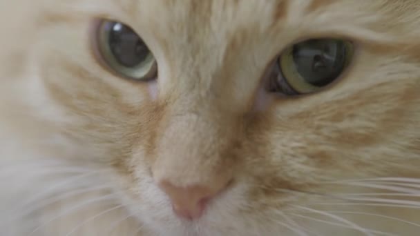 Aranyos gyömbér macska feküdt széken. Zár megjelöl arckép-ból bolyhos kisállat dörömböl-on családias haza. Lapos profilklip. — Stock videók