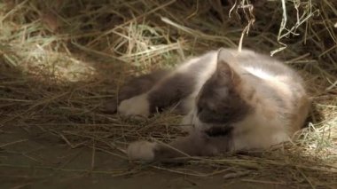 Samanlıkta saman ile oynayan sevimli üç renkli kedi yavrusu. Kabarık Pet oynamak ya da çiftlikte saman uyumak için gidiyor. Düz profil.