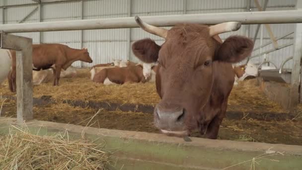 Las vacas comen heno en el granero. Granja de cría de vacas y obtención de leche y productos lácteos. Perfil plano . — Vídeos de Stock