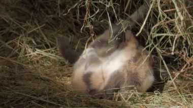 Samanlıkta saman ile oynayan sevimli üç renkli kedi yavrusu. Kabarık Pet oynamak ya da çiftlikte saman uyumak için gidiyor. Düz profil.
